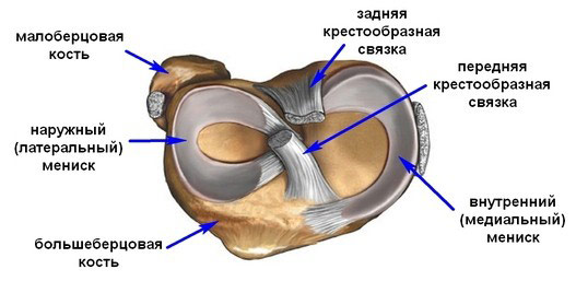 Артроскопия колена - Схема расположения структур коленного сустава